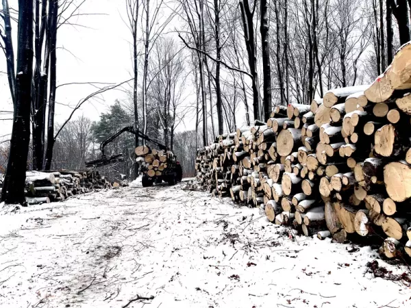 drewno-zima
